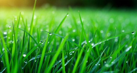 Травянистые и зеленые ароматы