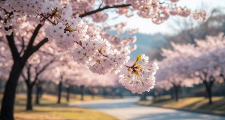 Коллекция Корейских ароматов